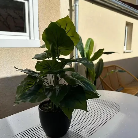 Le Chic Framboise - Terrasse - Centre Le Mans